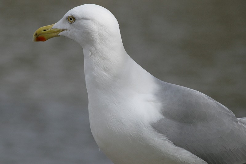 Fotoclubje Blijdorp 2008-23.jpg